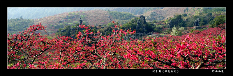 優秀獎《桃花春色》何山谷鷹.jpg