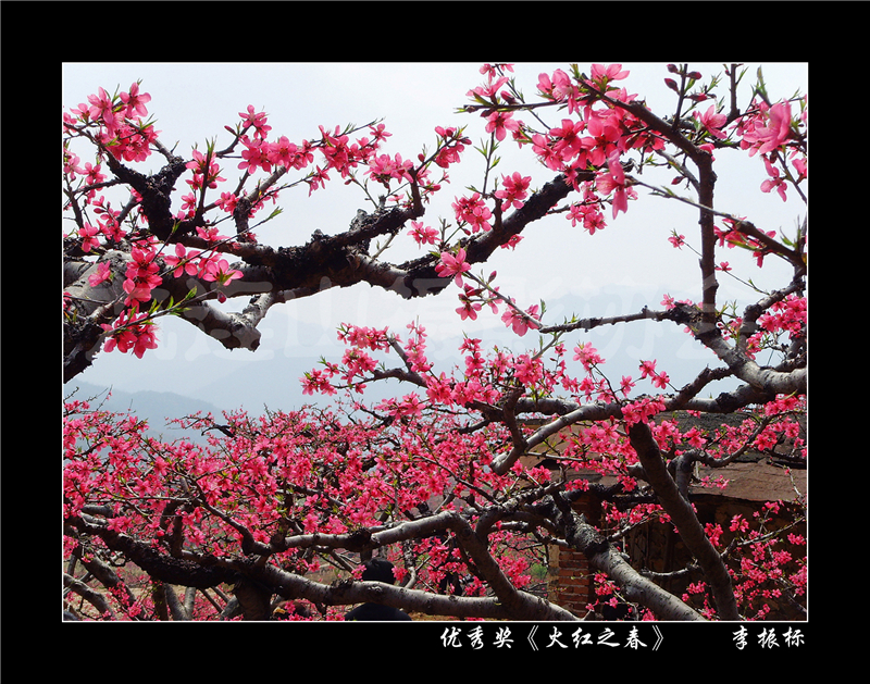 桃花節攝影大賽獲獎作品（三）