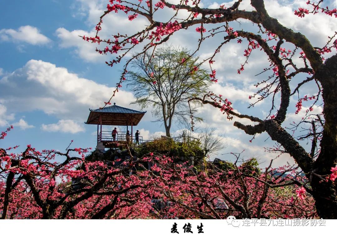連平縣九連山攝影協會會員作品—桃花（2022年）