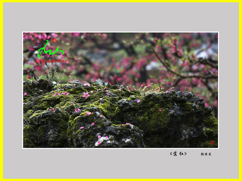 《落紅》顏保發(fā)